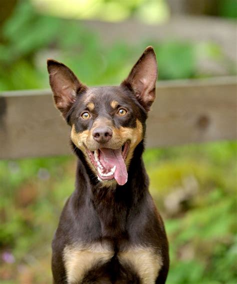 characteristics of a kelpie.